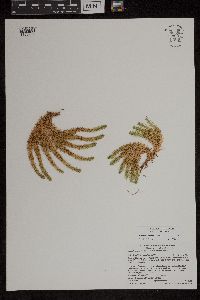 Huperzia selago image