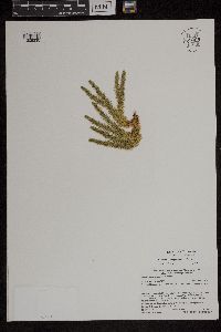 Huperzia x protoporophila image