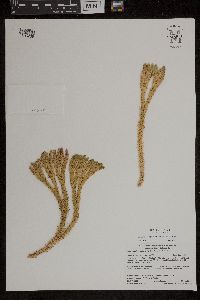 Huperzia selago image