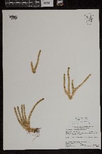 Huperzia selago image