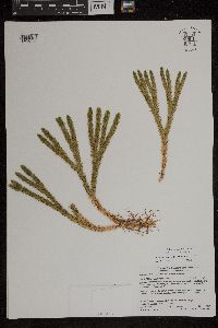 Huperzia selago image