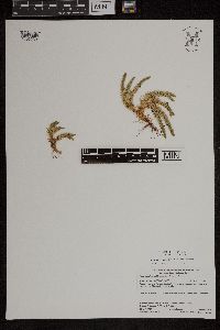 Huperzia selago image