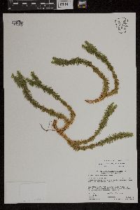 Huperzia x buttersii image