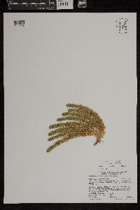 Huperzia selago image