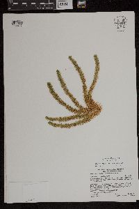 Huperzia selago image