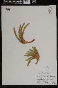 Huperzia selago image