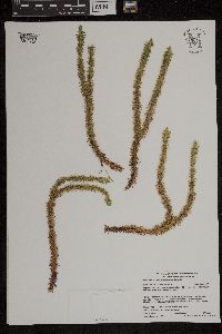 Huperzia x buttersii image