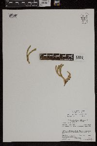 Huperzia appressa image