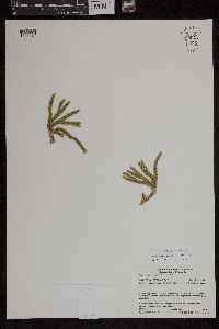 Huperzia appressa image