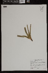 Huperzia appressa image