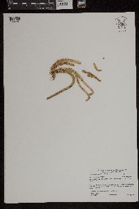 Huperzia appressa image