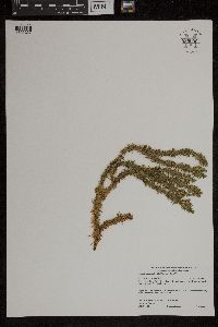 Huperzia x buttersii image