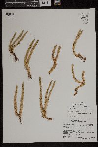 Huperzia selago image