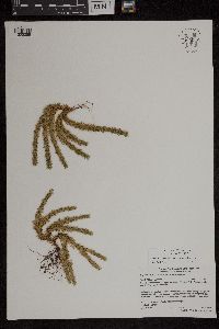 Huperzia selago image