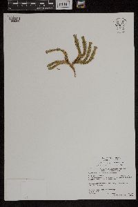 Huperzia selago image