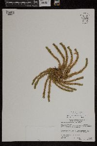 Huperzia selago image