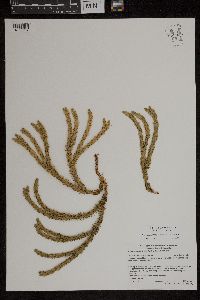 Huperzia selago image