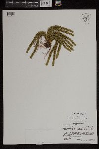 Huperzia appressa image