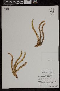 Huperzia selago image