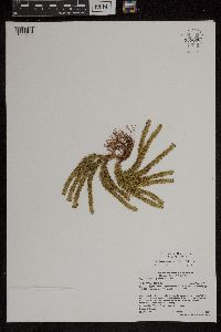 Huperzia appressa image