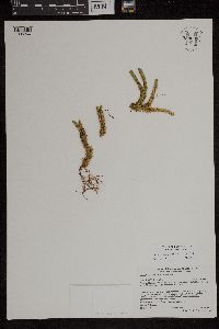 Huperzia appressa image