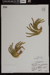 Huperzia appressa image