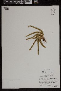 Huperzia appressa image