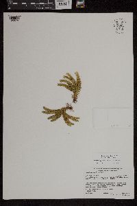 Huperzia appressa image