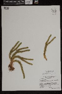 Huperzia selago image