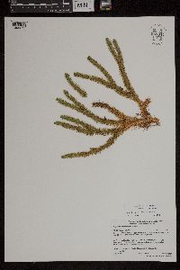 Huperzia x protoporophila image