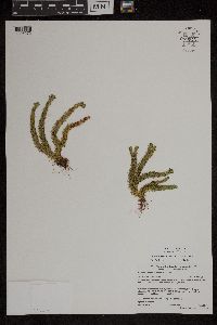 Huperzia appressa image