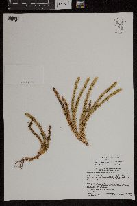 Huperzia selago image