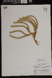 Huperzia x buttersii image