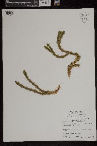 Huperzia selago image