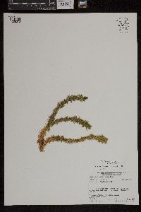 Huperzia x buttersii image