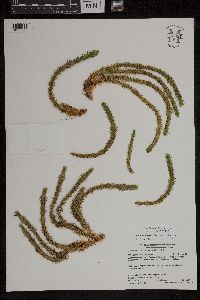 Huperzia selago image