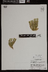 Huperzia x protoporophila image