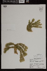 Huperzia x buttersii image