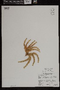 Huperzia x protoporophila image