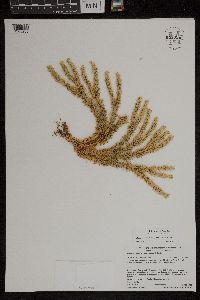 Huperzia x buttersii image