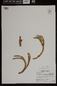 Huperzia x josephbeitelii image