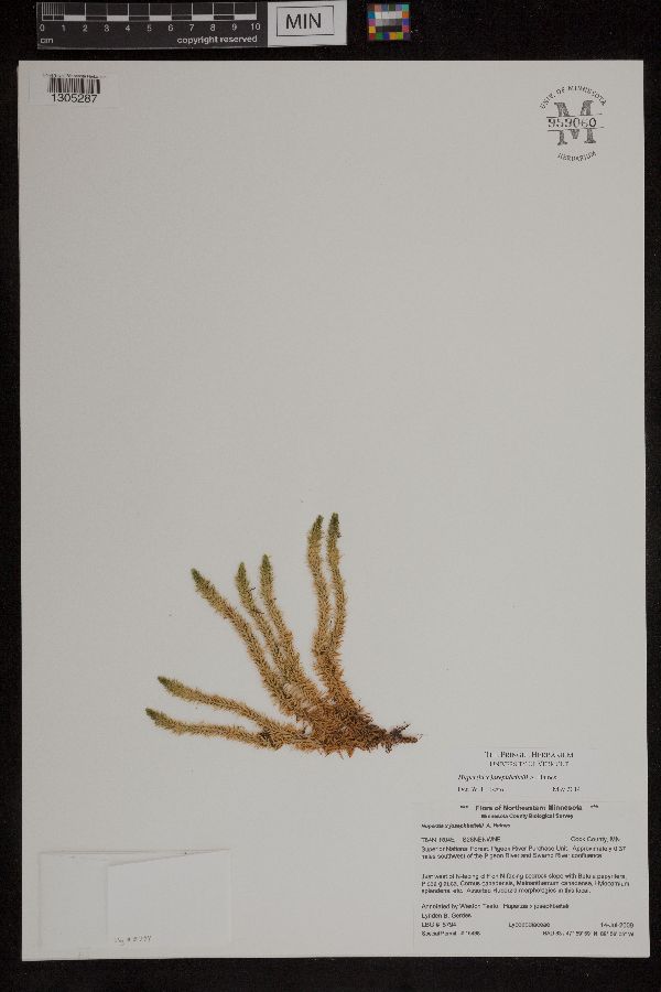 Huperzia x josephbeitelii image