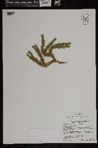 Carex scoparia image