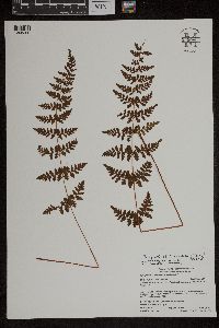 Cystopteris laurentiana image