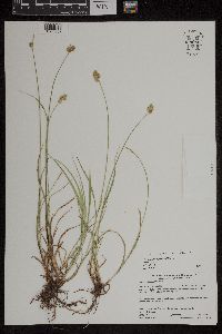 Carex merritt-fernaldii image