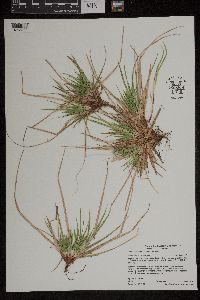 Carex tonsa var. tonsa image
