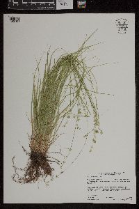 Carex radiata image