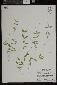 Moehringia lateriflora image