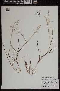 Torreyochloa pallida var. fernaldii image