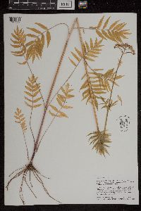 Valeriana officinalis image